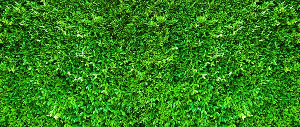 Zöld Levelek Természet Háttér Vagy Természet Fal Textúra Ideális Tervezés — Stock Fotó