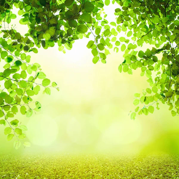 Suelo Madera Sobre Fondo Hojas Verdes Borrosas Parecen Marco Imagen —  Fotos de Stock