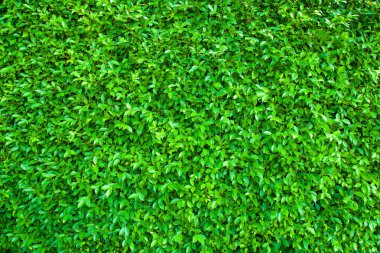 Yeşil yapraklar, tropikal orman bitkisinin duvar dokusu, siyah arka planda..