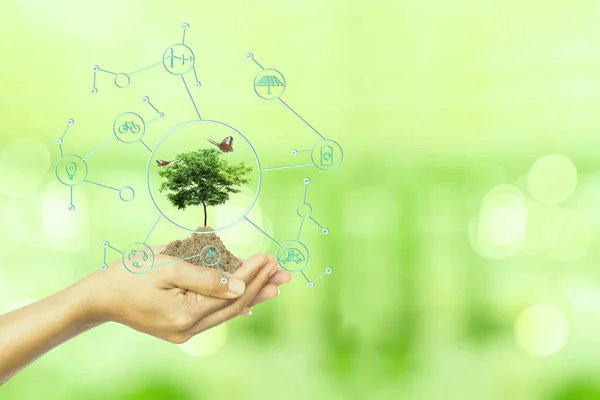 Concepto Ecológico Ecológico Planta Pequeño Árbol Verde Palma Mano Sobre — Foto de Stock