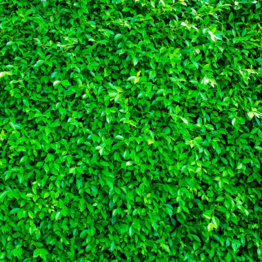 Yeşil yapraklar arka plan veya doğal duvar dokusu tasarımda kullanmak için idealdir..