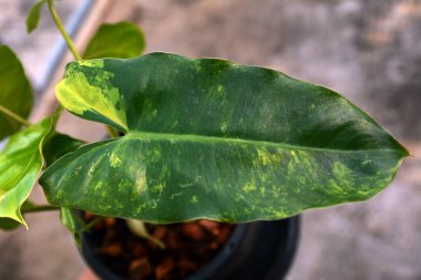 Bir saksıda bitki, Philodendron Burle Marx çeşitlendirilmiş