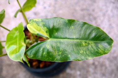 Bir saksıda bitki, Philodendron Burle Marx çeşitlendirilmiş