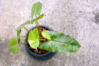 Bir saksıda bitki, Philodendron Burle Marx çeşitlendirilmiş