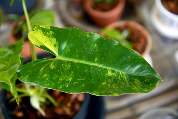 Bir saksıda bitki, Philodendron Burle Marx çeşitlendirilmiş