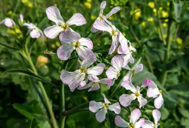 Beyaz renkli hardal çiçeklerine odaklan