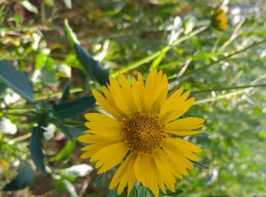 Sarı çiçeğe odaklan 