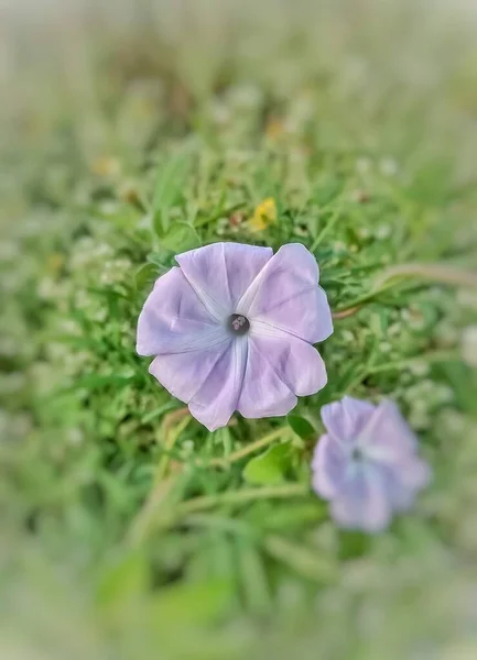Selektywny Nacisk Purpurowy Kwiat — Zdjęcie stockowe