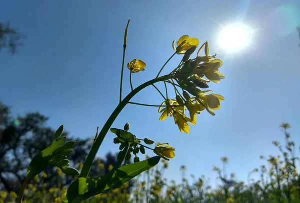Selective Focus Mustard Flower Sun — Stock Photo, Image