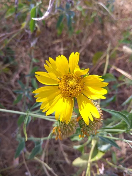 Foco Seletivo Flor Amarela — Fotografia de Stock