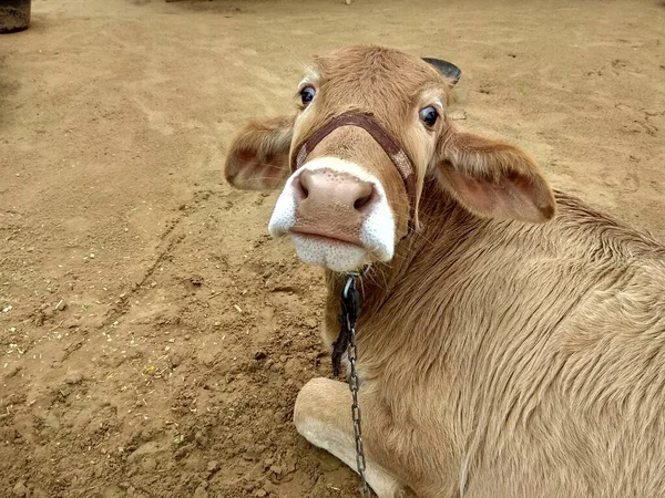 Little Calf Sitting Emotions — стоковое фото