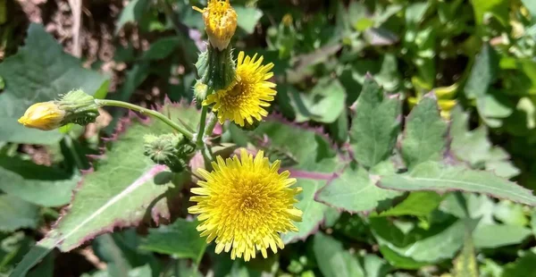 Selective Focus Yellow Dandelion Flower — 图库照片