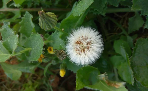 Selective Focus White Dandelion Flower — 图库照片