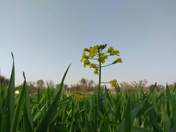 Selektywny Nacisk Kwiat Musztardy Żółtej — Zdjęcie stockowe