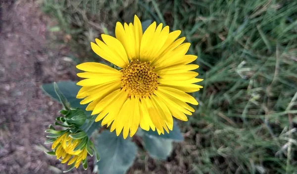 Selektiver Fokus Auf Gelbe Blume — Stockfoto