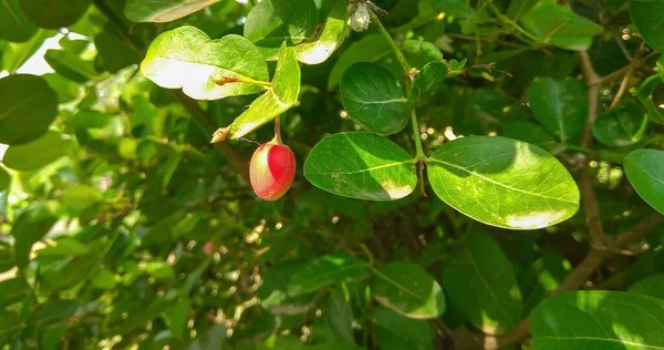 Fresh Ripe Pears Tree — Zdjęcie stockowe