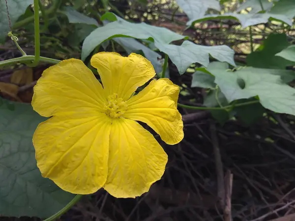 Selective Focus Yellow Flower Green Vegetable Plant — Φωτογραφία Αρχείου