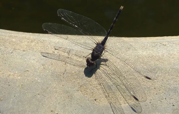 Selective Focus Black Dragonfly — Photo