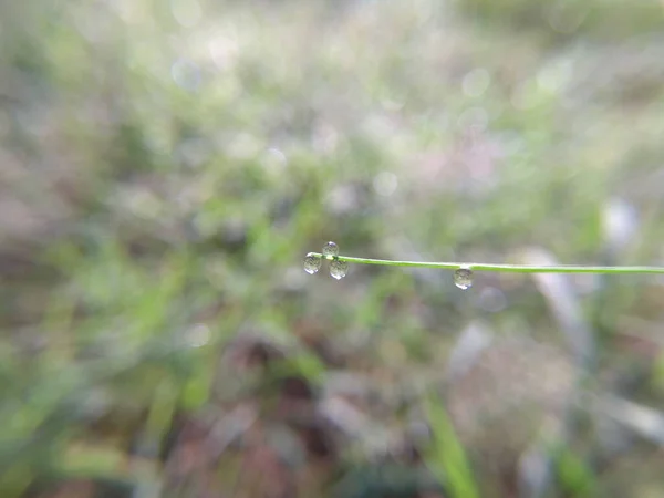 有选择地关注草地上的水滴 — 图库照片