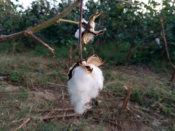 Selective focus on cotton of the cotton plant