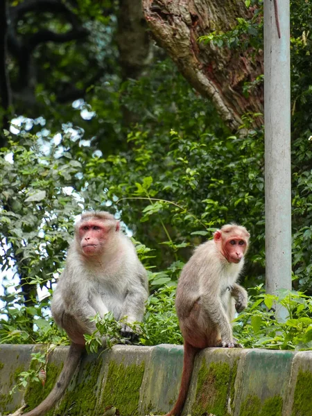 Focus Sélectif Sur Deux Singes — Photo