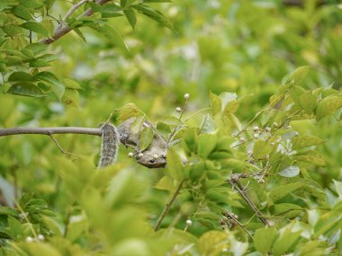 Dalda oturan sincabın yüzüne odaklanın.
