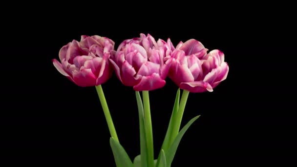 Tulips Blossoms Beautiful Timelapse Pink White Peony Tulips Flowers Blooming — Stock Video
