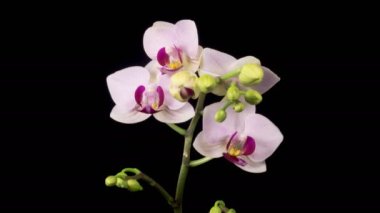 Orkide çiçekleri var. Çiçekli Beyaz Orkide Siyah Arkaplanda Phalaenopsis Çiçeği. Zaman aşımı. 4K.