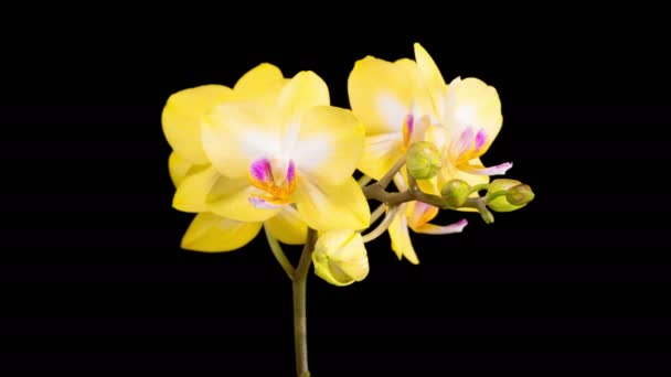 Orchid Blossoms Blooming Yellow Orchid Phalaenopsis Flower Black Background Time — Vídeo de Stock