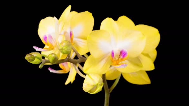Orchid Blossoms Blooming Yellow Orchid Phalaenopsis Flower Black Background Time — Stockvideo