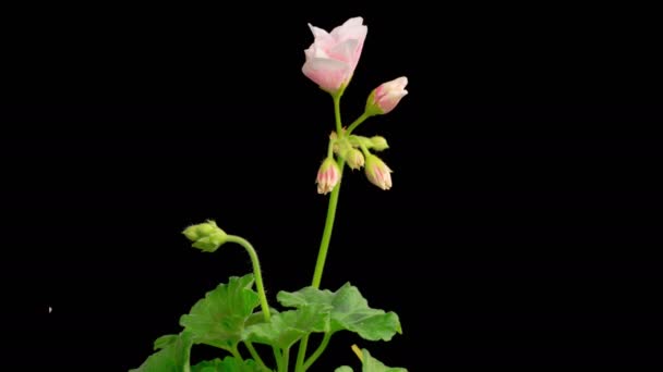 Pink Geranium Pelargonium 在黑色背景下开放粉红色天线莲花的美丽时光 — 图库视频影像
