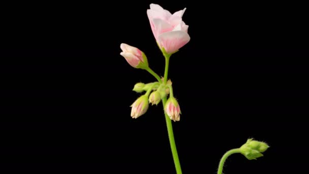 Rosafarbene Geranien Pelargonium Blühen Schöne Zeitraffer Der Eröffnung Rosa Geranium — Stockvideo