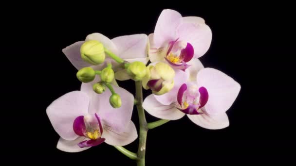 Orchid Blossoms Blooming White Orchid Phalaenopsis Flower Black Background Time — Stock Video