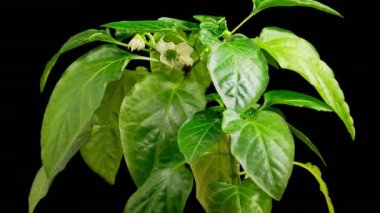 Büyümenin Güzel Zaman Geçidi Kara Arkaplan Karşısında Tatlı Çan Biberleri. 4K.