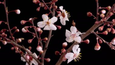 Kiraz çiçeği. Dallı kiraz ağacında pembe çiçekler açarlar. Karanlık Arkaplan. Zaman aşımı. 4K.