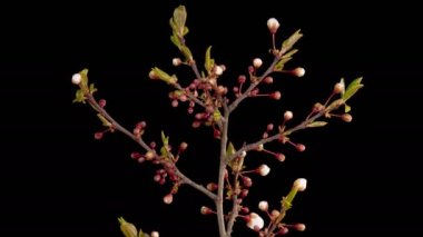 Kiraz çiçeği. Beyaz Çiçekler Kiraz Ağacı 'nda çiçek açıyor. Karanlık Arkaplan. Zaman aşımı. 4K.