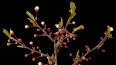 Kiraz çiçeği. Beyaz Çiçekler Kiraz Ağacı 'nda çiçek açıyor. Karanlık Arkaplan. Zaman aşımı. 4K.