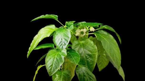 Όμορφη Χρονική Συνήθεια Της Ανάπτυξης Sweet Bell Peppers Φυτά Μαύρο — Αρχείο Βίντεο