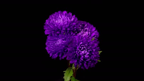 Квіти Фіолетового Астера Time Lapse Beautiful Violet Aster Flowers Opening — стокове відео