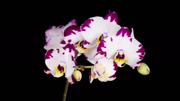 Orchid Blossoms Blooming White Magenta Orchid Phalaenopsis Flower Black Background — Video
