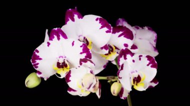 Orkide çiçekleri var. Blooming White - Magenta Orkide Phalaenopsis Çiçeği Siyah Arkaplanda. Zaman aşımı. 4K.