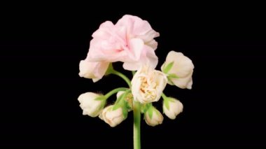Pembe Geranium (Pelargonium) Çiçekler. Kara Arkaplan 'da Pembe Sardunya' nın (Pelargonium) Güzel Zaman Hızı. 4K.