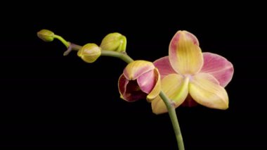 Orkide çiçekleri var. Kara Arkaplan 'da Çiçek açan Kırmızı Orkide. Zaman aşımı. Maria Theresa Orkidesi. 4K.