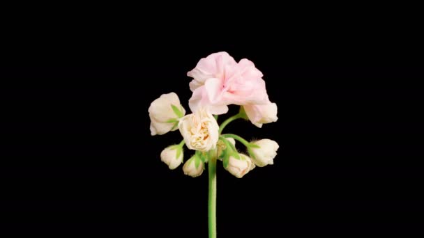 Pink Geranium Pelargonium Blossom Beautiful Time Lapse Opening Pink Geranium — стокове відео