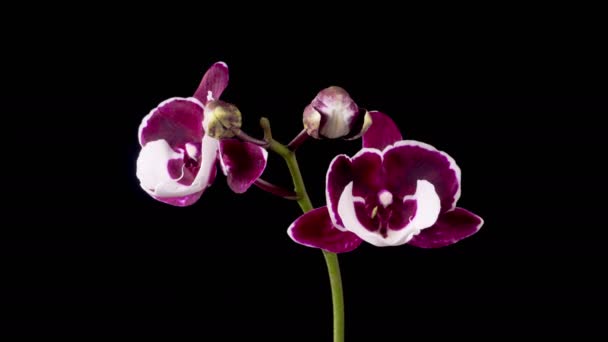 Orchid Blossoms Blooming White Magenta Orchid Phalaenopsis Flower Black Background — Vídeo de Stock