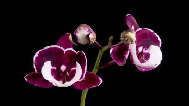 Orchid Blossoms Blooming White Magenta Orchid Phalaenopsis Flower Black Background — Video