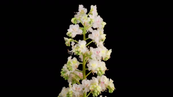 Flores Castaño Hermosas Flores Blancas Que Florecen Las Ramas Del — Vídeo de stock