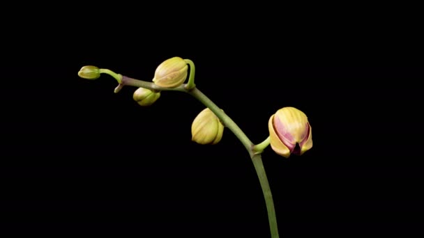 Orchid Blossoms Flor Roja Floreciente Phalaenopsis Orquídea Sobre Fondo Negro — Vídeo de stock
