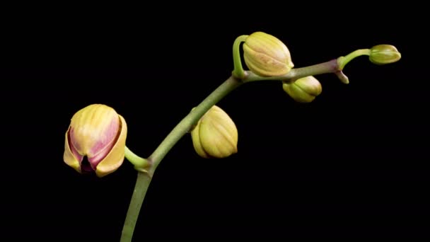 Flores Orquídeas Flor Phalaenopsis Orquídea Vermelha Florescendo Fundo Preto Time — Vídeo de Stock