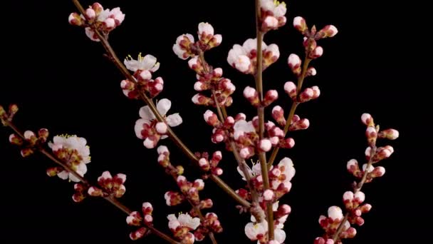 Flores Blancas Florecen Las Ramas Del Albaricoque Fondo Oscuro Timelapse — Vídeo de stock